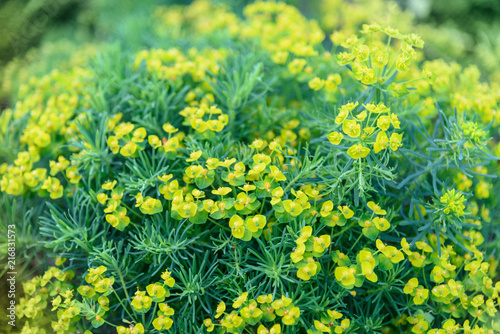 Euphorbia cyparissias flower photo