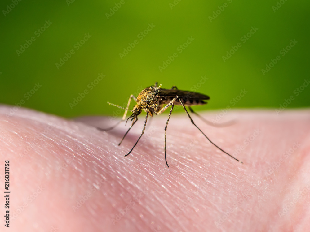 Yellow Fever, Malaria or Zika Virus Infected Mosquito Insect Macro on Green Background