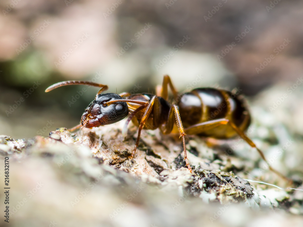 Red Ant Insect Macro