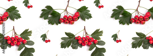 banner pattern berry red whitethorn on a branch with green leaves