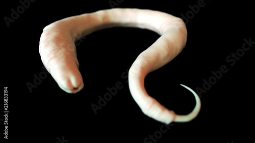 medically accurate 3d animation of a c.elegans worm photo