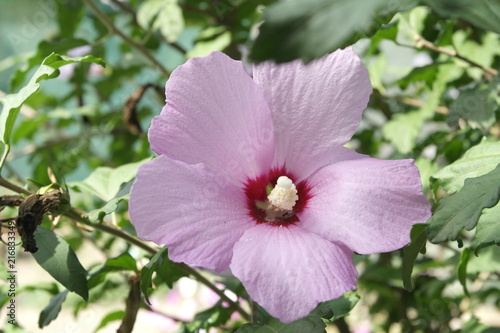 hibiscus purple flowers