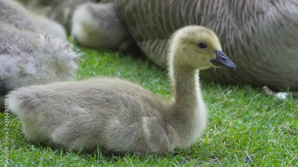 Ultra high definition closeup 4k video of cute baby Canada Goose gosling sitting and resting on green grass with family spring season UHD 3840x2160 Ultra high definition closeup 4k video of cute baby Canada Goose gosling sitting and resting on green grass with family spring season UHD 3840x2160