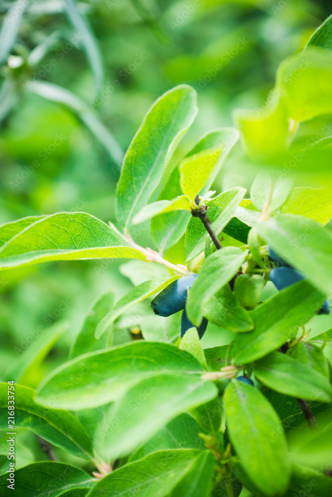 Ripe honeysuckle berries on the bush. Selective focus. Shallow depth of field. Ripe honeysuckle berries on the bush. Selective focus. Shallow depth of field.