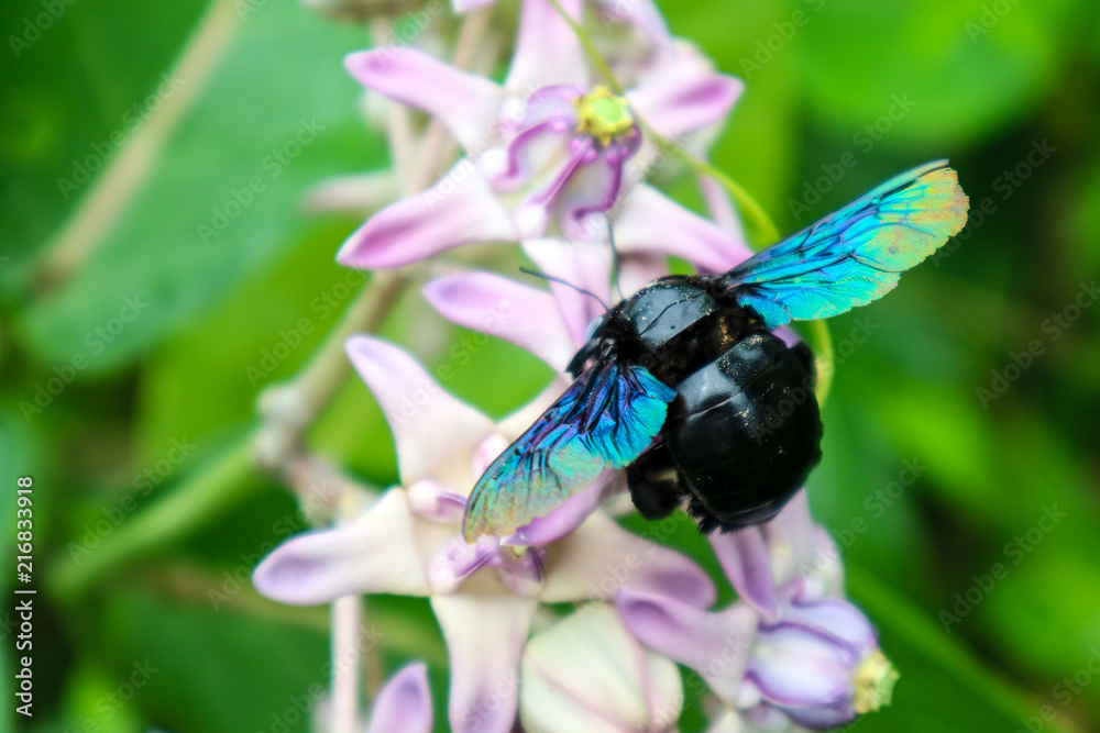 bumble bee found the sweet water from Crown flower bumble bee found the sweet water from Crown flower