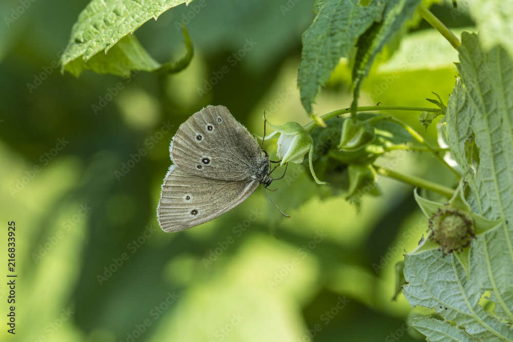 Obraz premium Brown butterfly with eyes on raspberry bloom.