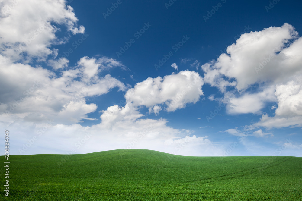 field of green grass with white clouds