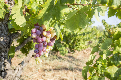 Wallpaper Mural Turkey Izmir Urla Vineyards Torontodigital.ca