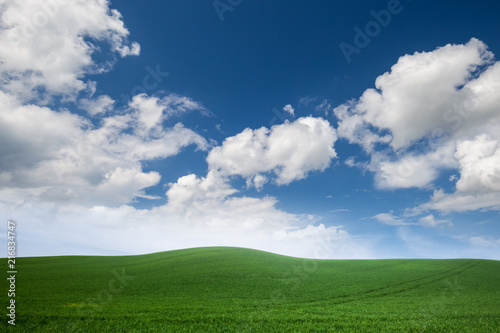 field of green grass with white clouds