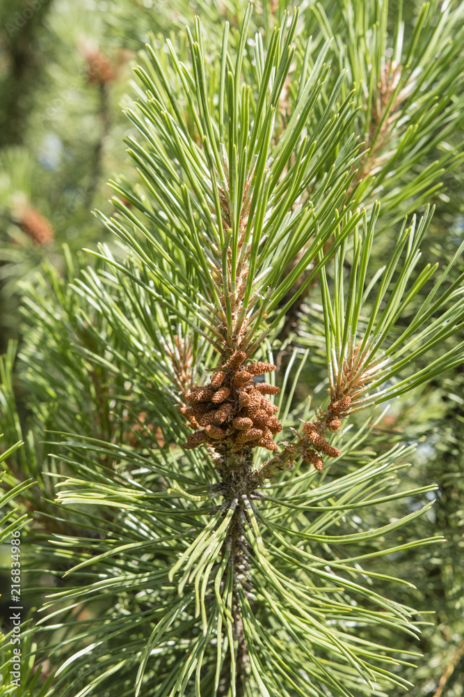 Flower of pine in summer. Flower of pine in summer.