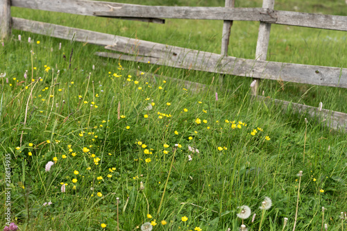 Rustic wooden fence surrounding a meadow with wildflowers