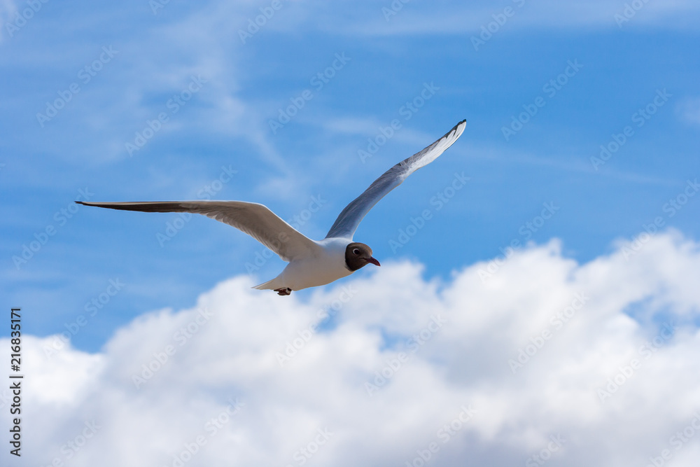 Close-up of a seagull in flight on a blue sky Close-up of a seagull in flight on a blue sky