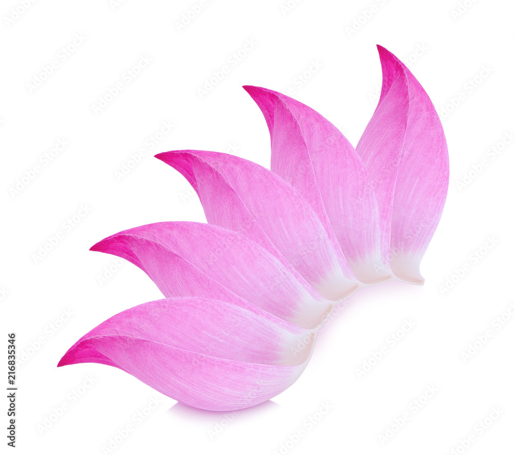 Closeup on lotus petal on white background Closeup on lotus petal on white background