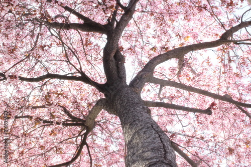 Tapety artystyczne Árbol cerezo 