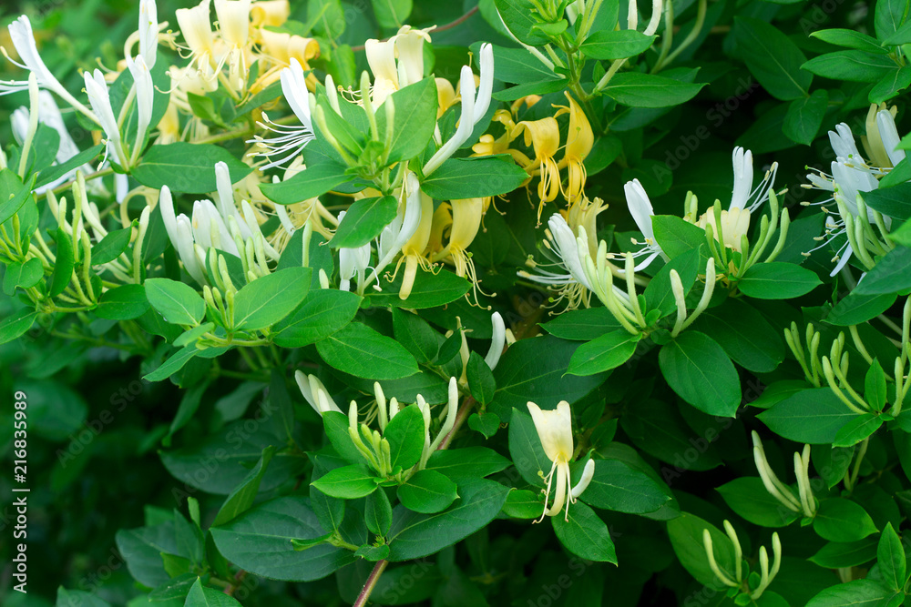 Branches of a blooming yellow white honeysuckle in the garden.