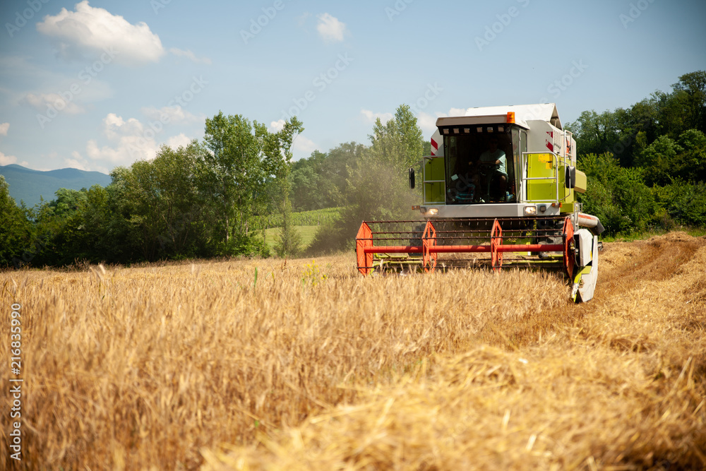 Obraz premium combine harvesting grain on a hot summer afternoon - agriculture .