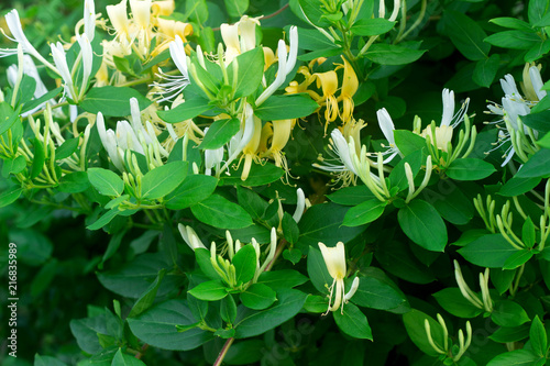 Branches of a blooming yellow white honeysuckle in the garden. photo