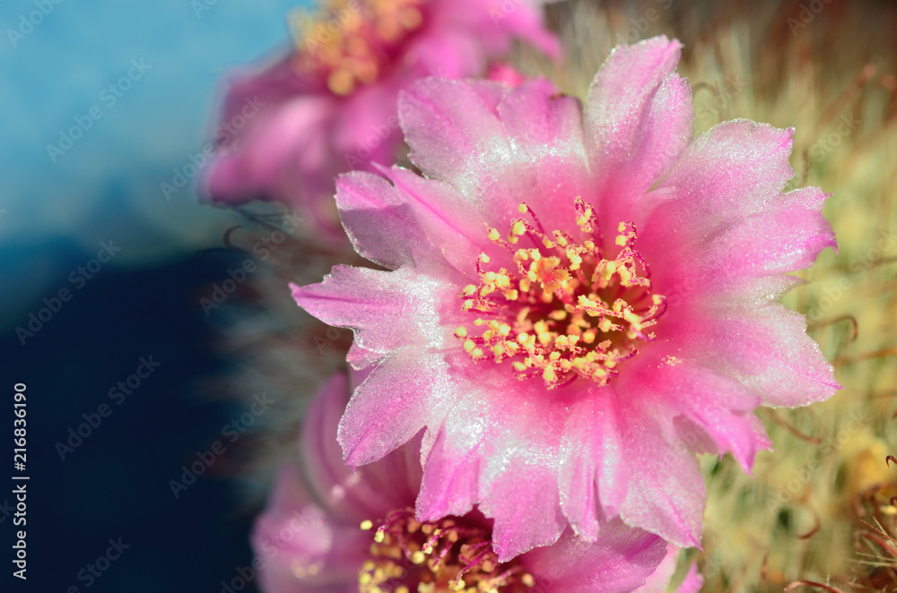 Rosa Kaktusblüte mit Staubgefäße
