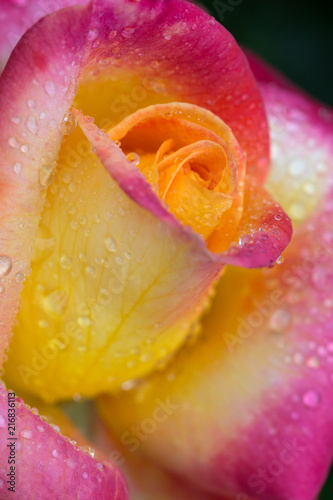 Closeup of pink yellow rose .