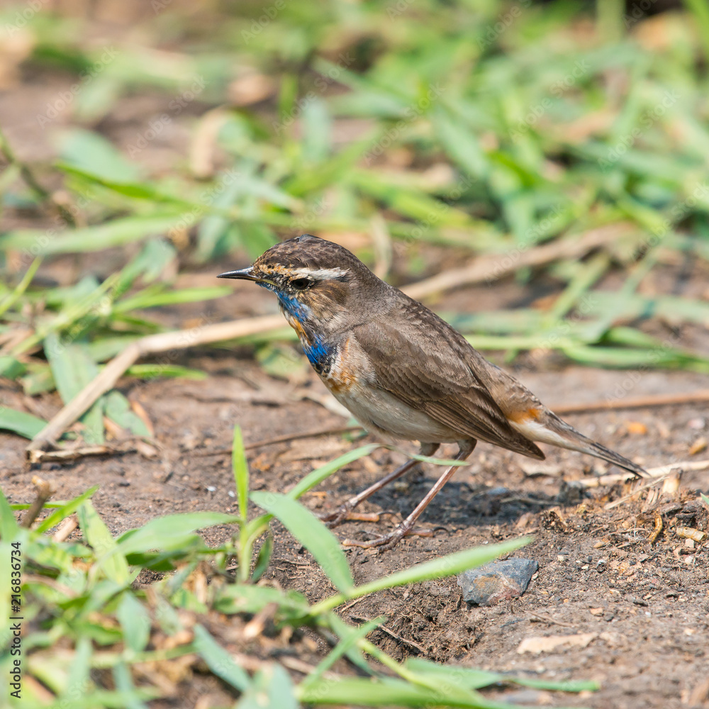 Male Bluethroats from Alaska, Bluethroat is one of the handful of birds that breed in North America and winter in Asia. Male Bluethroats from Alaska, Bluethroat is one of the handful of birds that breed in North America and winter in Asia.