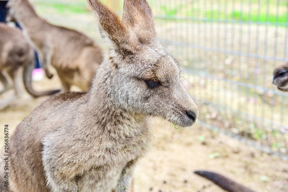 Fototapeta premium Young Australian Kangaroo at Featherdale Wildlife Park