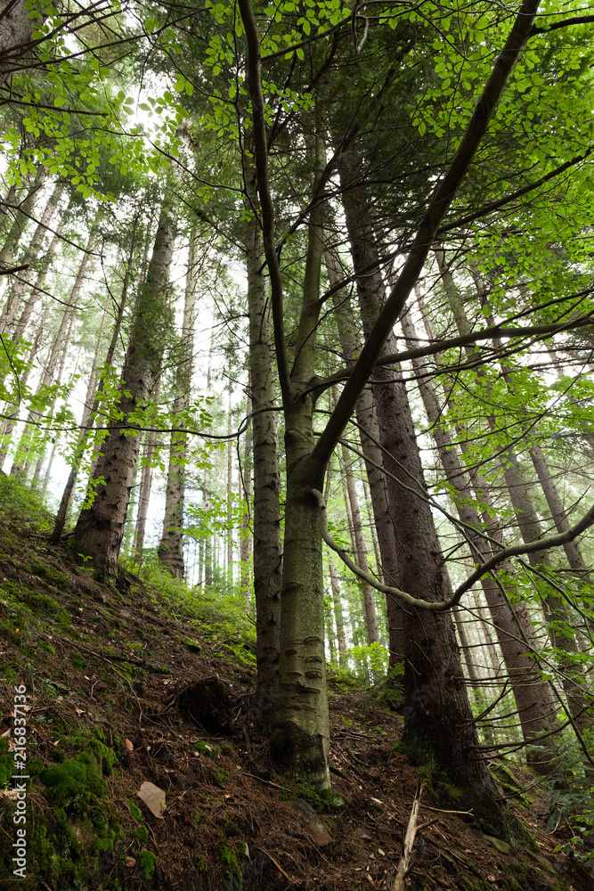 Obraz premium Beautiful and scary wild forest.