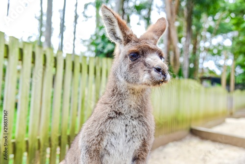 Close-Up View of a Kangaroo at Featherdale Wildlife Park
 photo