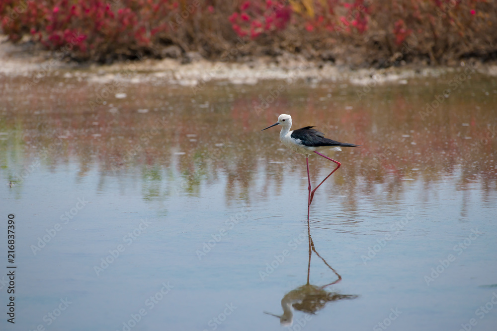 Black-winged stilt have breeding habitat of all these stilts is marshes, shallow lakes and ponds. Some populations are migratory and move to the ocean coasts in winter Black-winged stilt have breeding habitat of all these stilts is marshes, shallow lakes and ponds. Some populations are migratory and move to the ocean coasts in winter