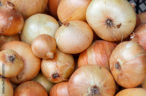 Harvest of onions