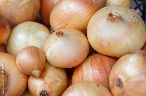 Harvest of onions