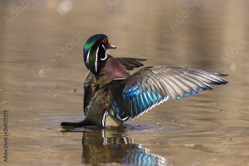 Photography wood duck drake in spring