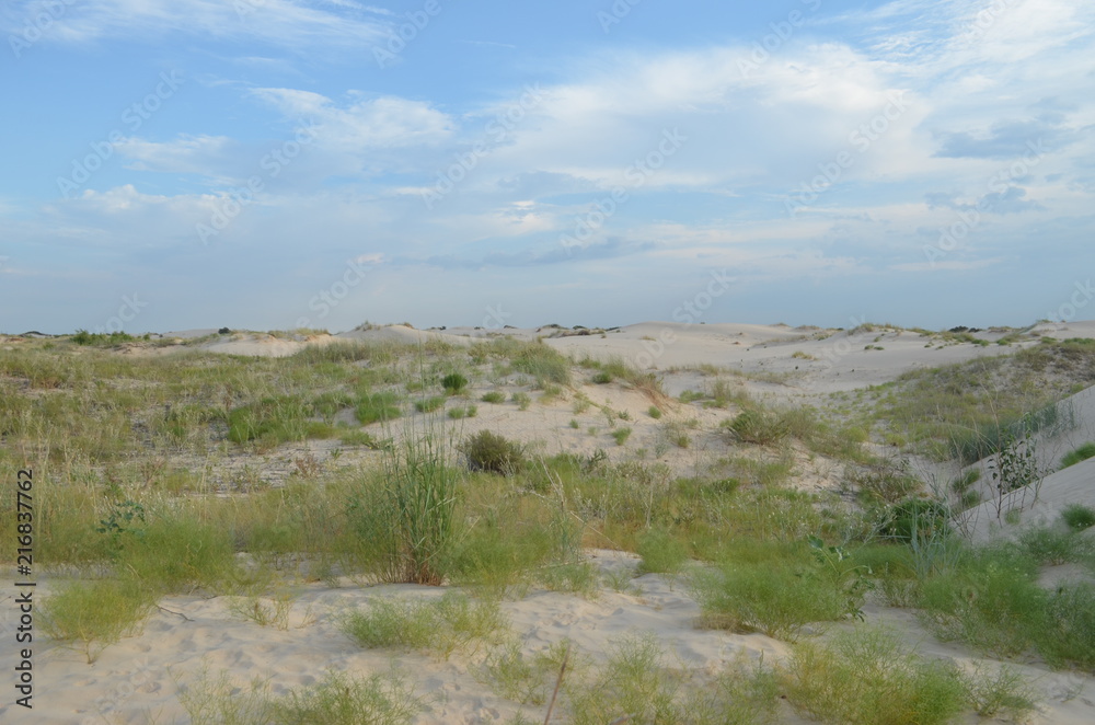Monaghan's Sandhills State Park, Tx.
Grassy areas in the sand dunes
