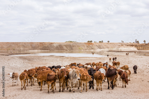 Fotografia Herd of Maasai Cows walking in a dry land.