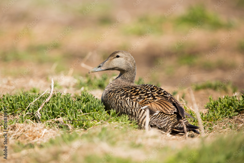 Female Comon Eider (Somateria mollissima) on nest Female Comon Eider (Somateria mollissima) on nest