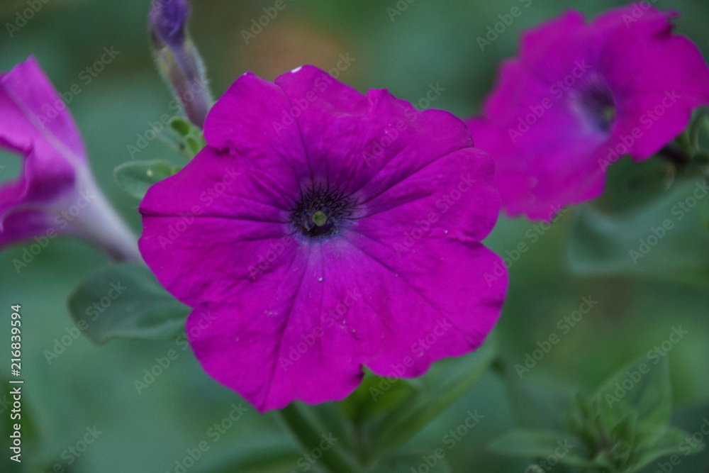 Fototapeta premium петунья