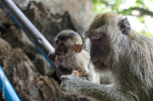 Monkey Mother and her child