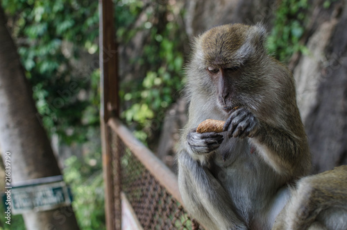 Monkey eating stolen food