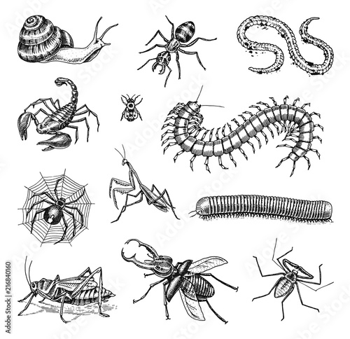 Big set of insects. Vintage Pets in house. Bugs Beetles Scorpion Snail, Whip Spider, Worm Centipede Ant Locusts, Mantis Bee. Amblypygi, Lucanus cervus, Scolopendra Julida. Engraved Vector illustration