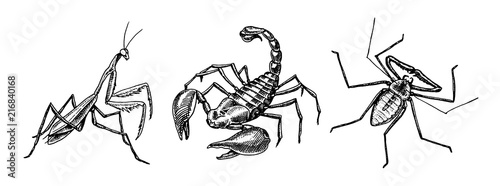 Big set of insects. Scorpion Whip Amblypygi Spider Mantis Tattoo. Vintage Pets in house. Engraved Bugs Beetles. Vector illustration.