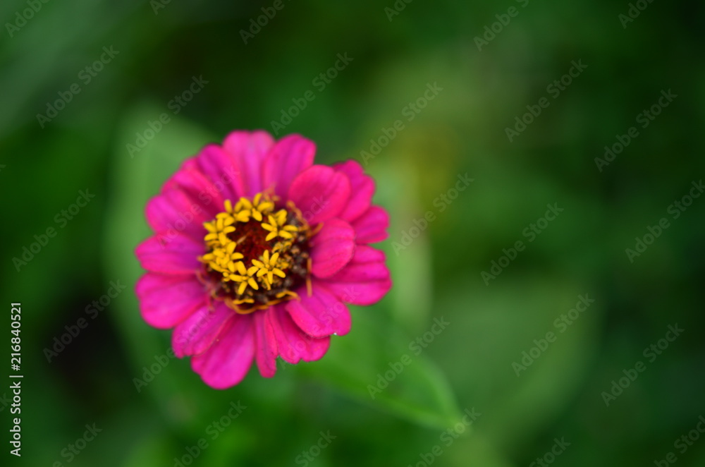 Blumen 2018 Blumen 2018
