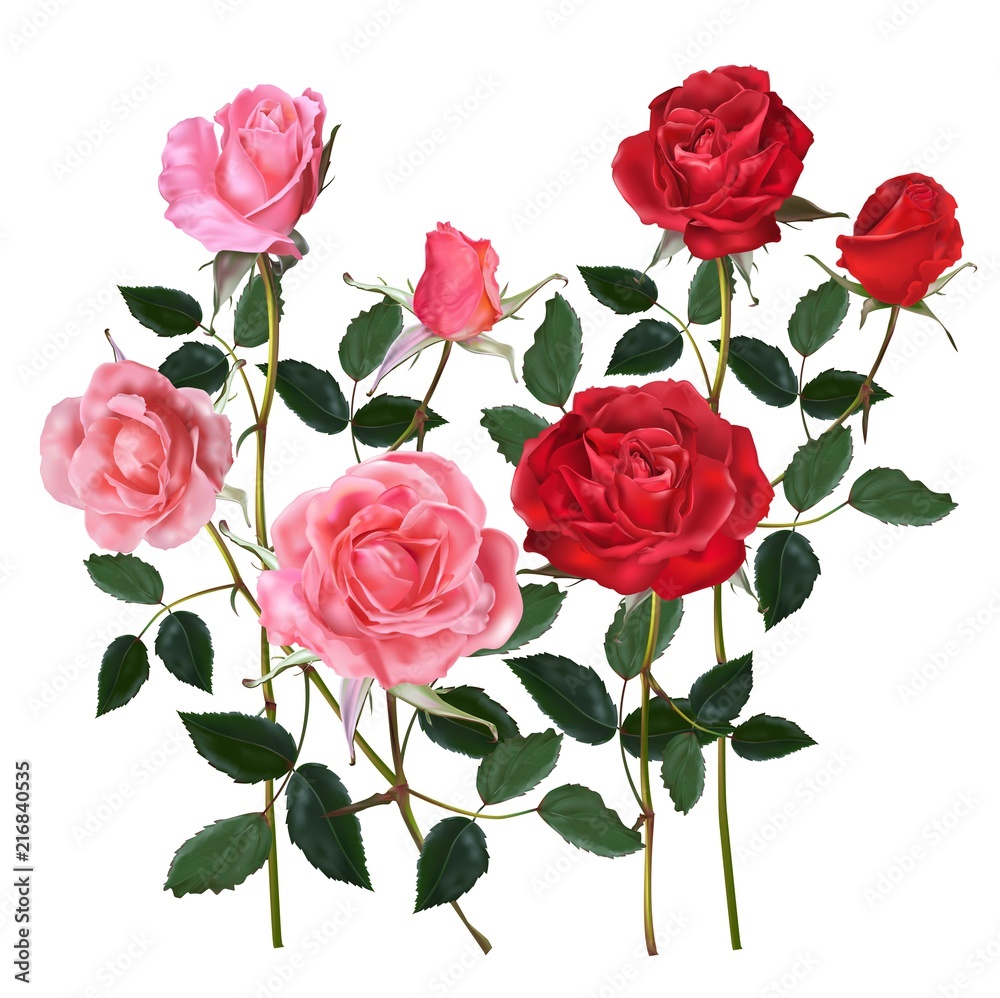 Roses realistic vector