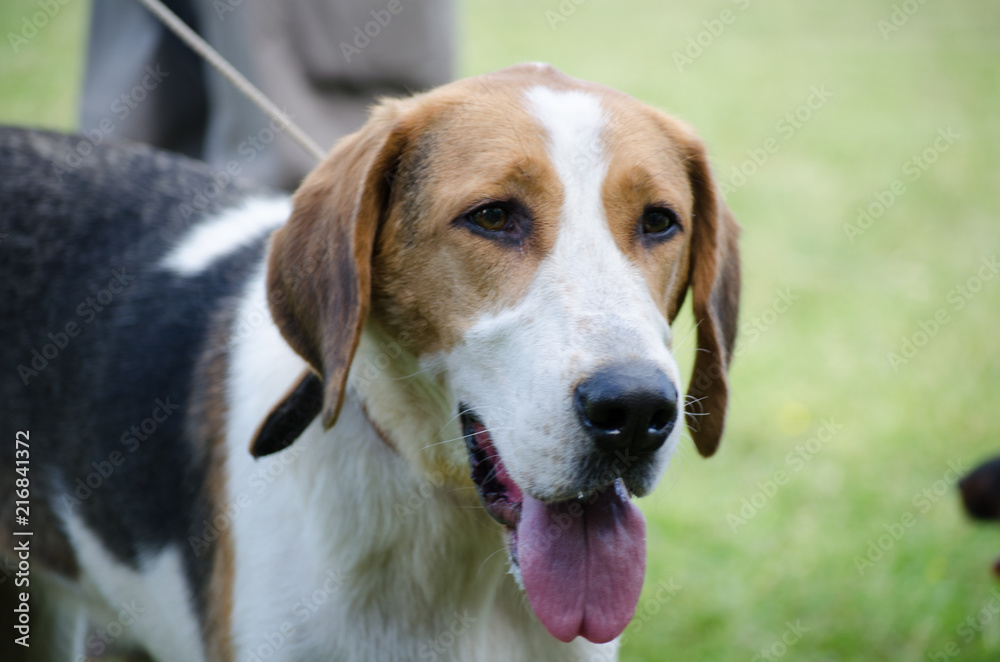 Detailed portrait of head of foxhound dog, brown and white color, looking up, copy space