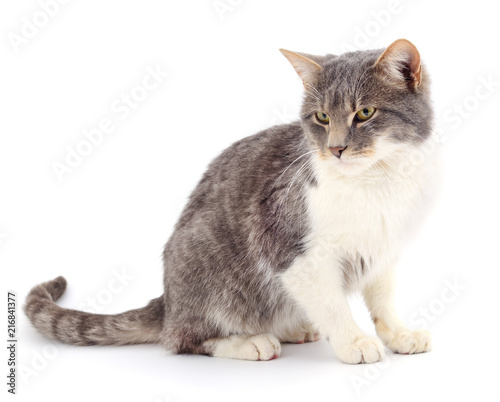 Cat on a white background © Anatolii