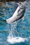 dolphins in a swimming pool, dolphin jumping out of the water