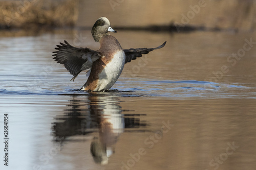 Beauriful male american wigeon duck in spring