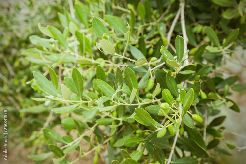 Olives on olive tree
