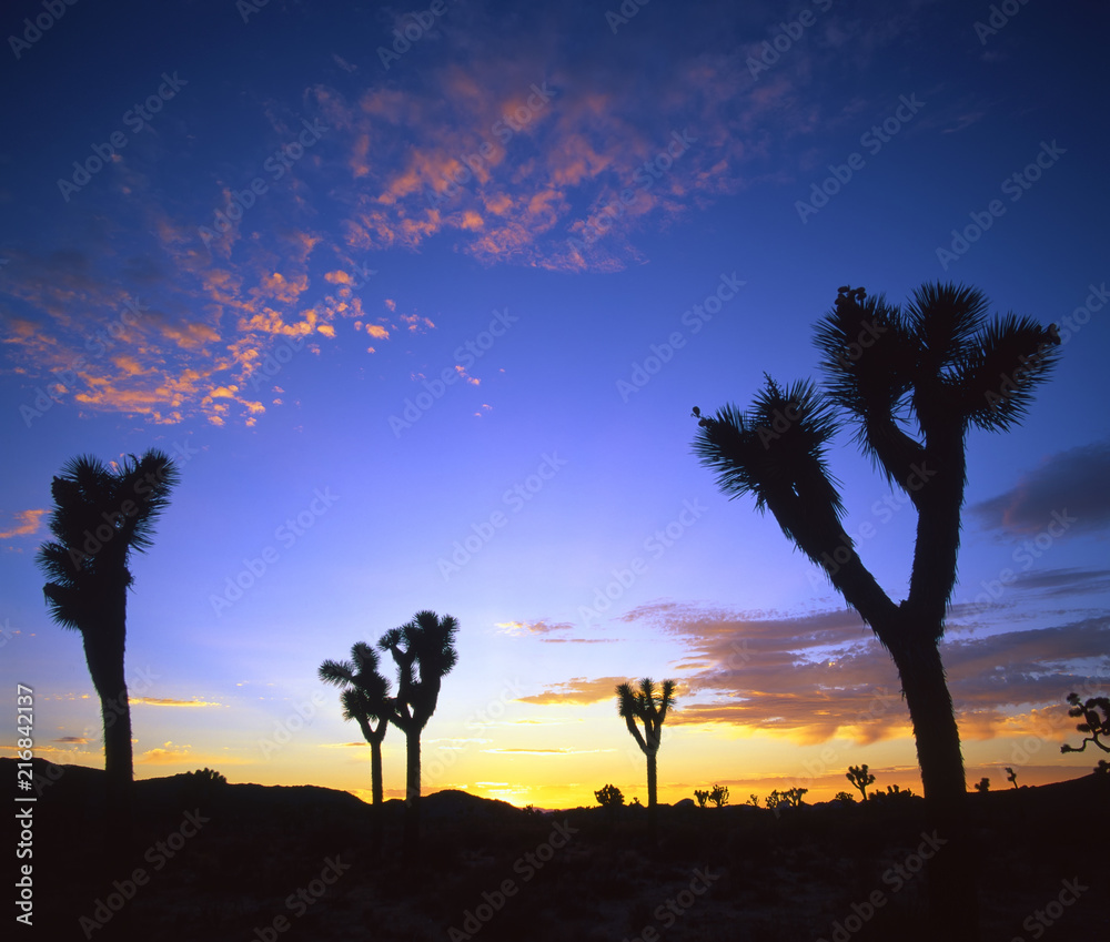 Joshua trees at sunset