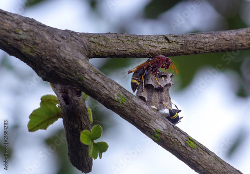 Oriental hornet, Vespa orientalis, The wasp, The hornet Thai Thailand