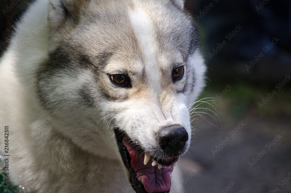 West Siberian Laika Portrait. Wild face. Angry dog.