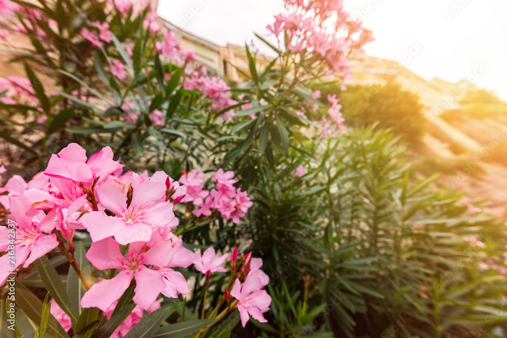 Pink oleander or Nerium flower Pink oleander or Nerium flower